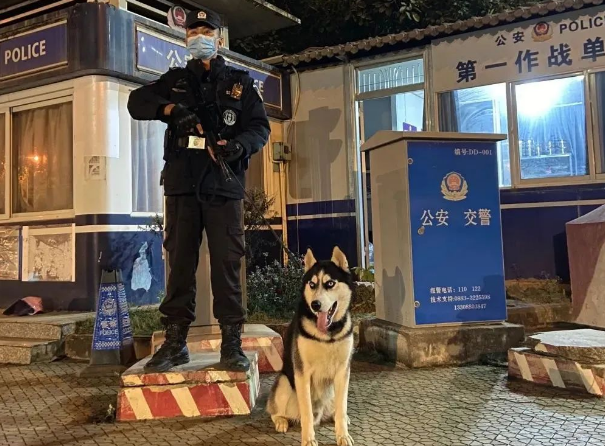 哈士奇成最不正经警犬,工作过程太欢乐哈哈!但结局有刀… 哈士奇成最不正经警犬,工作过程太欢乐哈哈!但结局有刀…