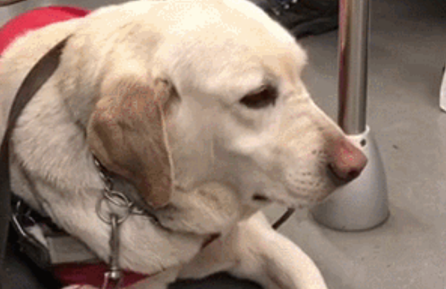 原来导盲犬也有小心机：把盲眼主人拐进了宠物店买零食...