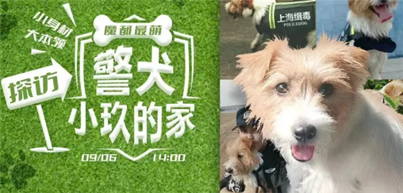 超减压！一起围观网红缉毒犬“小玖”的家