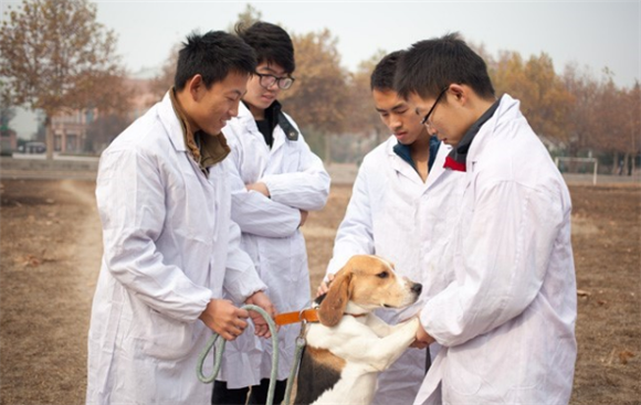 成人想学兽医还能学吗 成人想学兽医还能学吗