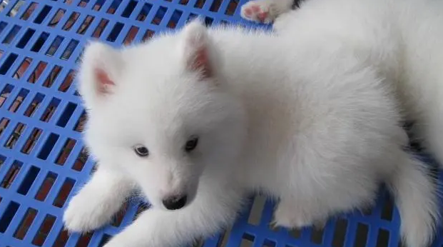 银狐犬为什么很少人养