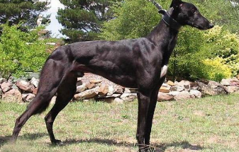 灵缇犬掉毛吗 该犬掉毛程度较轻 灵缇犬掉毛吗 该犬掉毛程度较轻