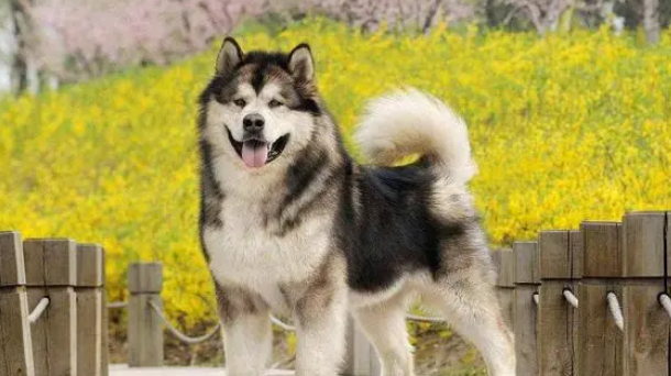 阿拉斯加犬的优缺点 阿拉斯加犬的优缺点