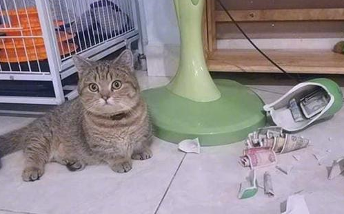 猫咪打碎花瓶，女主发现地上都是纸币，男主：完了，私房钱没了 