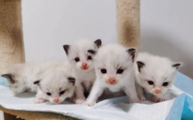 最便宜的布偶猫幼猫多少钱一只