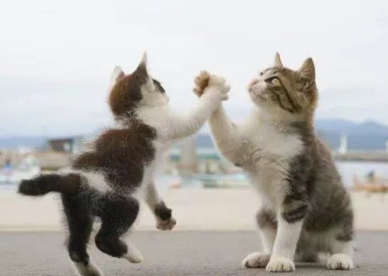 小猫咪喝水多、尿尿多，是生病了吗？我好担心啊！
