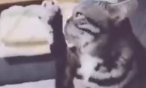 猫咪姿势妖娆，表情却像吃了芥末一样，知道真相后主人笑到飙高音