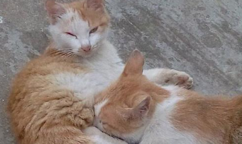路遇两只流浪猫，看到两只猫的动作感觉不能接受：这么大了还吃奶 