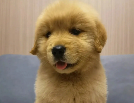 金毛幼犬一只多少钱市场价