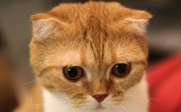 折耳猫有活过10年以上的吗 折耳猫有活过10年以上的吗