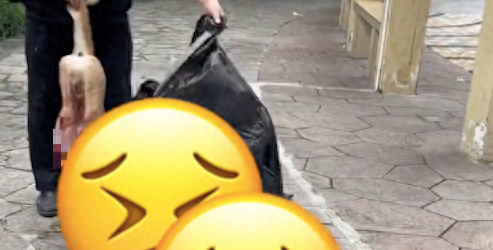 在小区生活的亲人流浪狗,被物业活活打死 在小区生活的亲人流浪狗,被物业活活打死