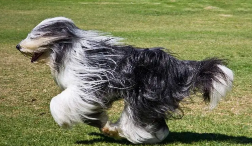 真正的长须牧羊犬图片