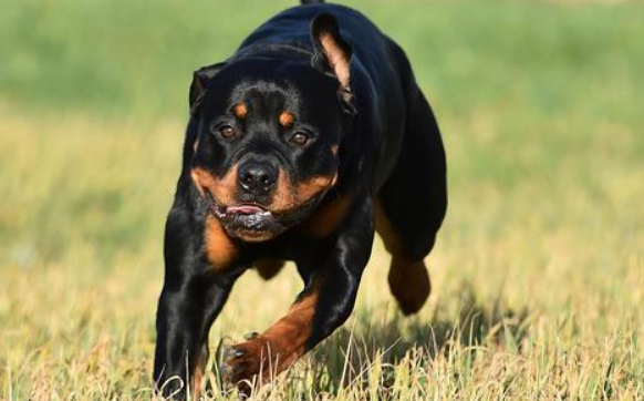 河南郑州：严查遛狗不拴绳，这50类犬不能养