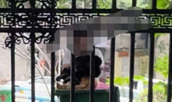 小区物业当众打死流浪狗引争议 目击业主：小狗被驱赶后才咬人，物业行为过于粗暴