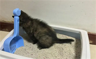 猫便便后有血丝