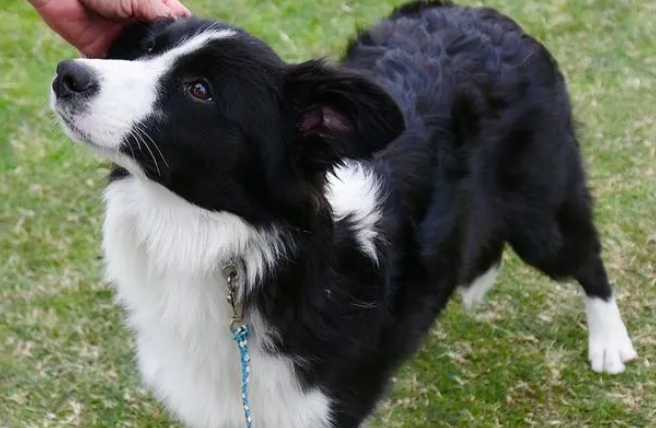 边境牧羊犬陨石智商