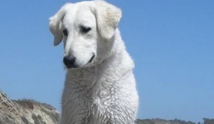 库瓦斯犬怎么喂养?该犬的饲养要素 库瓦斯犬怎么喂养?该犬的饲养要素