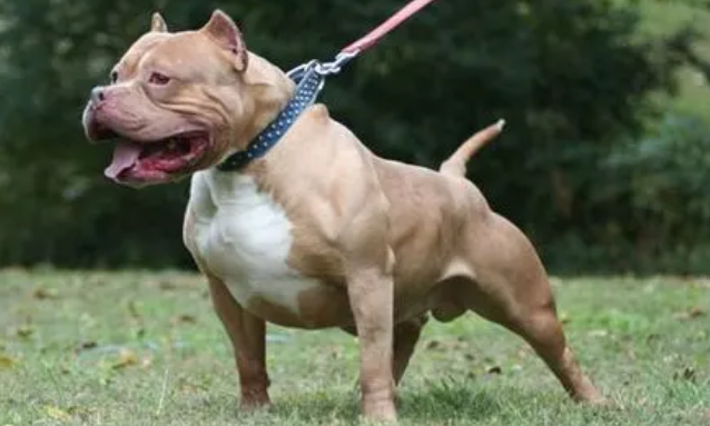 恶犬咬死老人