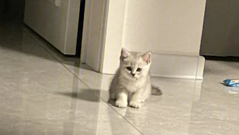 猫是如何成为年轻人的首选宠物？ 