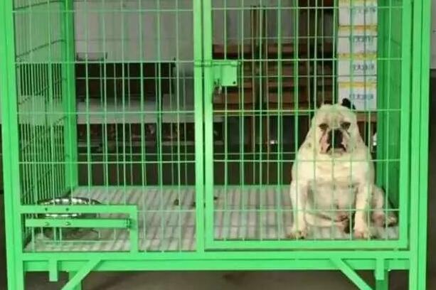 獒运笼具在哪里 獒运笼具在哪里