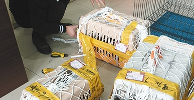 小狗买回家四天就死亡，这家店疑似售卖“星期狗”