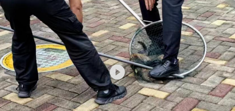 保安踩死流浪猫？街道办辟谣：已将流浪猫放生