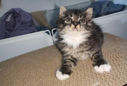 长毛狸花猫多少钱一只 长毛狸花猫多少钱一只