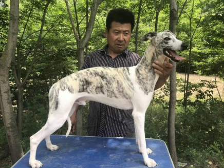 惠比特容易丢狗吗