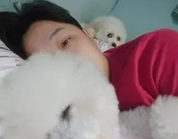 比熊犬看到主人抱别狗睡觉，秒变怨念背后灵：你最好别睡太死