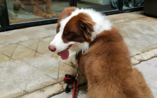 棕色边牧羊犬图片大全