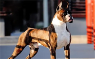 拳师犬多少钱一只
