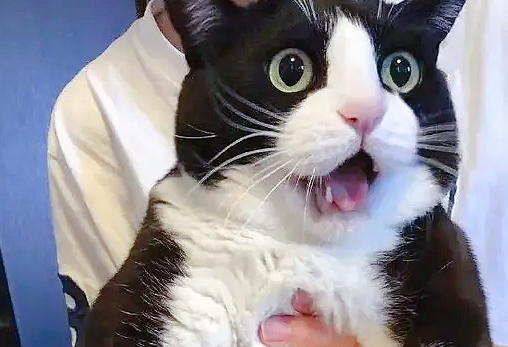 养了一只“黑猫警长”，这奶牛猫的破坏力堪比二哈！