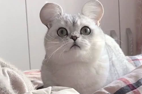 “米老鼠”猫走红，耳朵全网独一无二，看到它爸妈网友不淡定了！