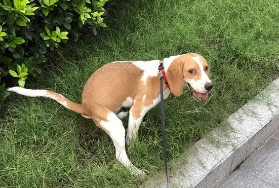 狗狗拉屎黄褐色 狗狗拉屎黄褐色