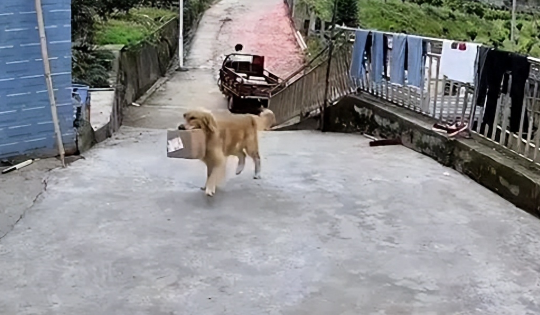 主人不在家，快递却显示被狗签收，狗狗已成精？