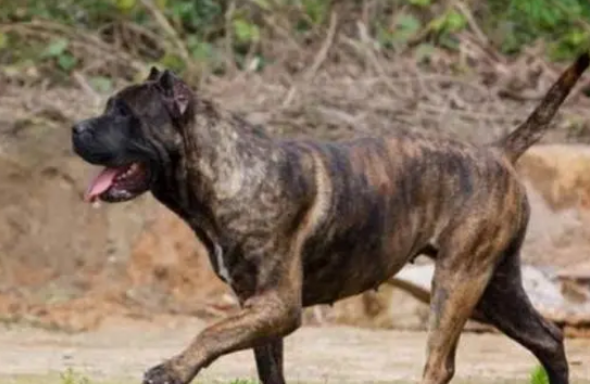 最凶猛的犬狗排名 最凶猛的犬狗排名