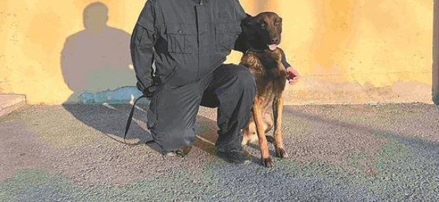 黑龙江3头警犬入选国家首批“功勋犬”! 黑龙江3头警犬入选国家首批“功勋犬”!