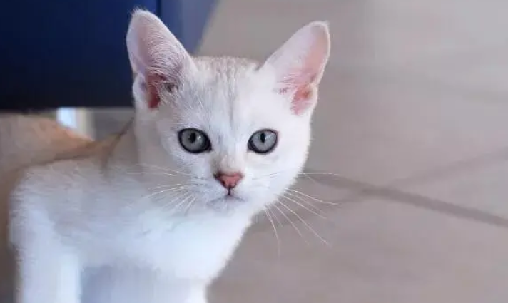 波米拉猫乳腺炎怎么治疗 乳腺炎治疗控制办法