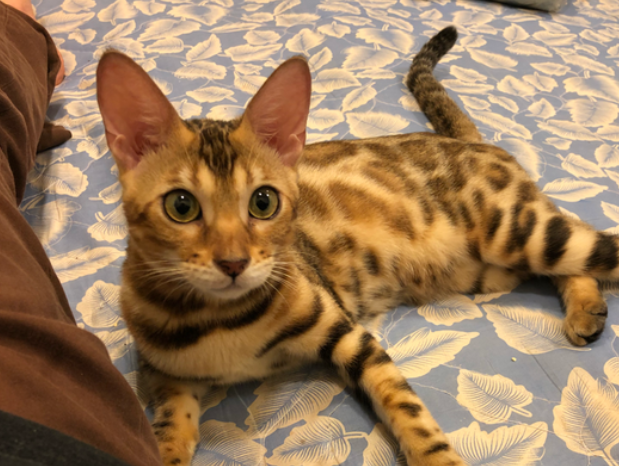 加州闪亮猫吃什么 加州闪亮猫喂养指南 加州闪亮猫吃什么 加州闪亮猫喂养指南