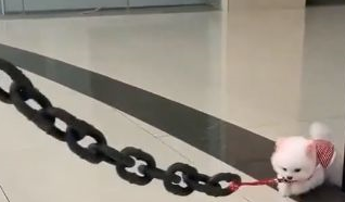 闺蜜说她养了一只“恶犬”,平时都不敢牵出来,今天终于见识到了 闺蜜说她养了一只“恶犬”,平时都不敢牵出来,今天终于见识到了