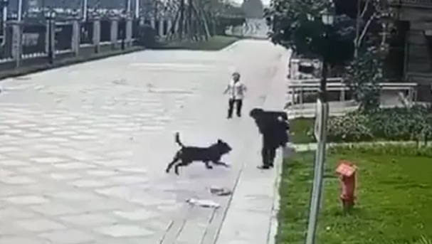 被恶犬咬伤女童母亲再发声：已找到涉事黑狗，孩子目前仍昏迷