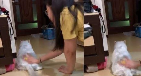 主人摸猫咪屁屁揩油却按到了奇怪开关,猫咪用屁屁走路秒变毛毛虫 主人摸猫咪屁屁揩油却按到了奇怪开关,猫咪用屁屁走路秒变毛毛虫