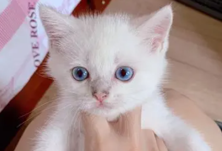 怎么看银点猫的蓝眼红瞳