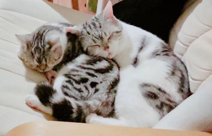 养猫后，家里就再也没有完整的沙发，猫：怪我咯 