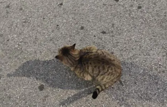 女友被流浪猫抓伤,男友忍不住舔了一下,结果1500没了 女友被流浪猫抓伤,男友忍不住舔了一下,结果1500没了