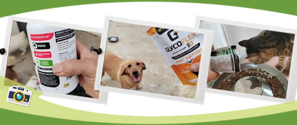 感谢「VetriScience」捐赠犬猫保健品,基地毛孩子也值得被呵护与关爱 感谢「VetriScience」捐赠犬猫保健品,基地毛孩子也值得被呵护与关爱