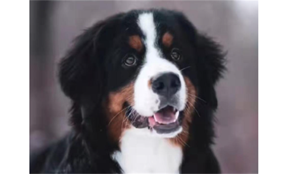 伯恩山犬幼犬怎么选