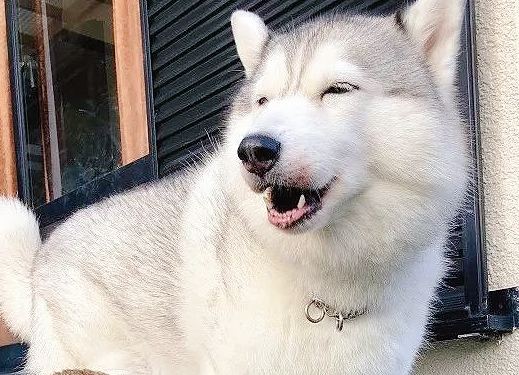 狸花猫与哈士奇这对冤家在门口“搞事情”,走进一看,宠主笑了! 狸花猫与哈士奇这对冤家在门口“搞事情”,走进一看,宠主笑了!