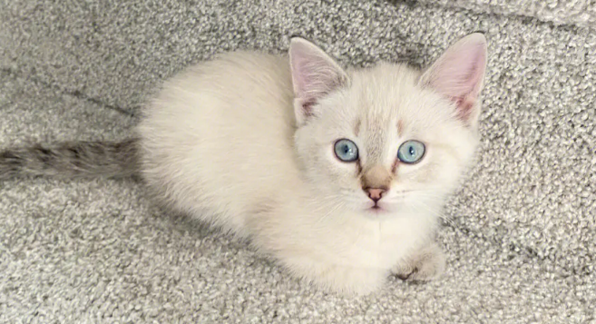 波米拉猫感染性腹泻如何治？感染性腹泻治疗方法
