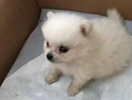 博美第二次月经是多少个月 博美第二次月经是多少个月